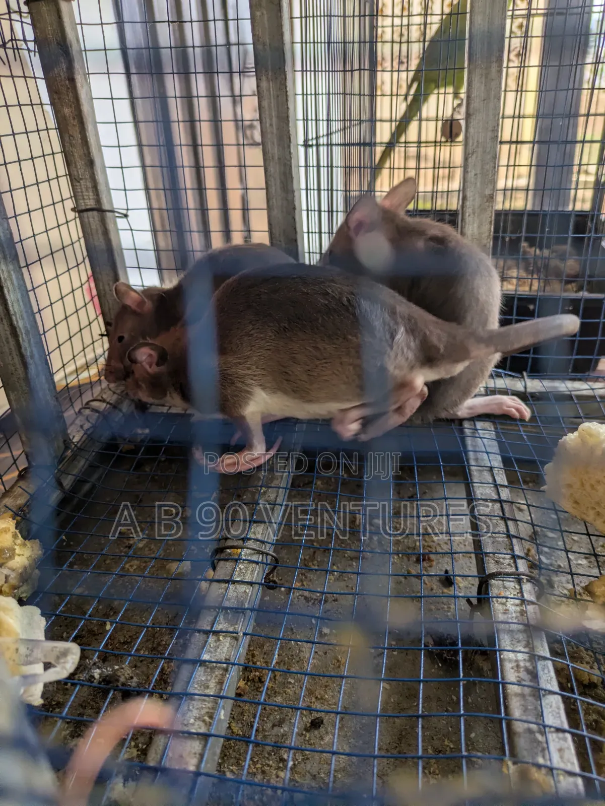 Local Giant Pouched Rat Read the Description
