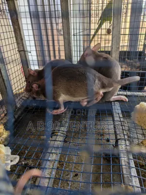 Local Giant Pouched Rat Read the Description