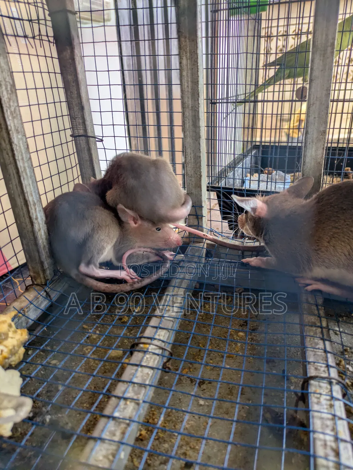 Local Giant Pouched Rat Read the Description