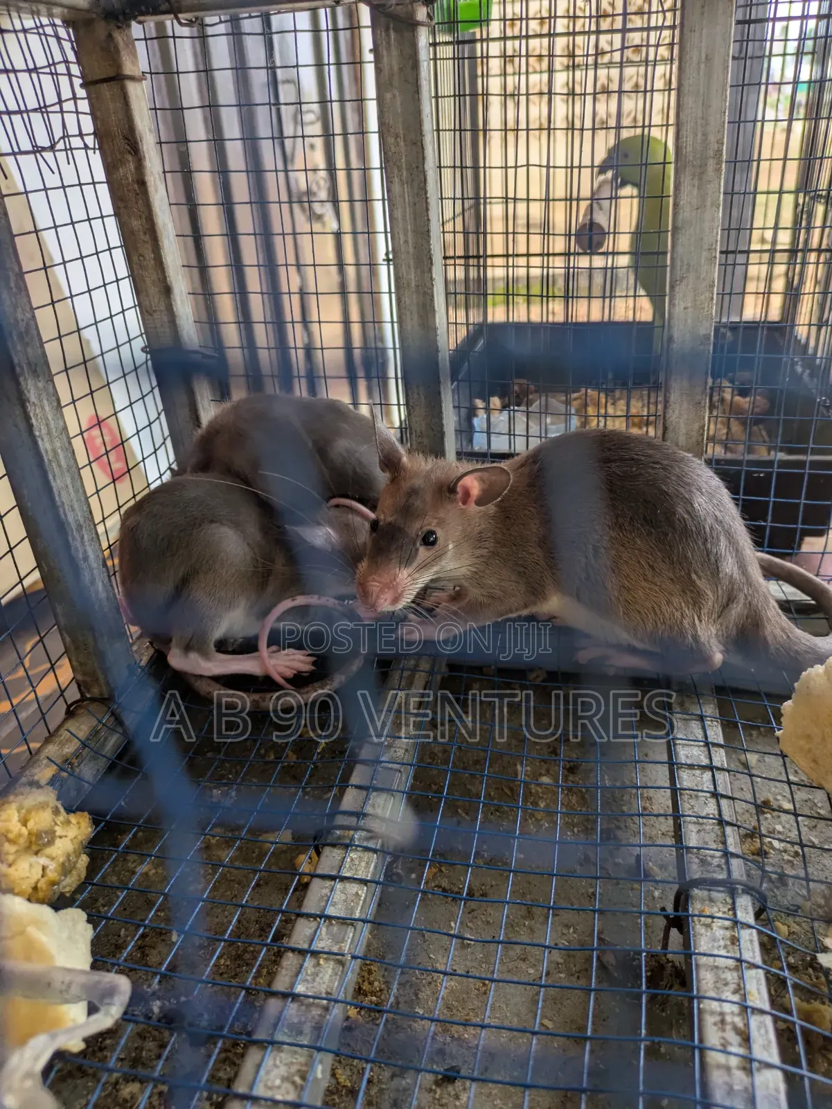 Local Giant Pouched Rat Read the Description