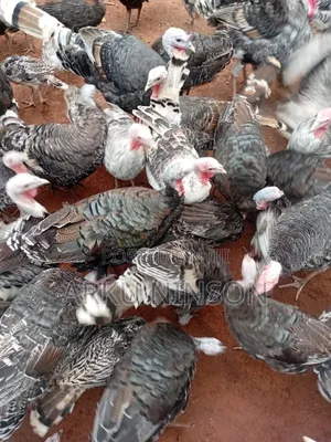 6 Weeks Hybrid Turkey Poults for Sale