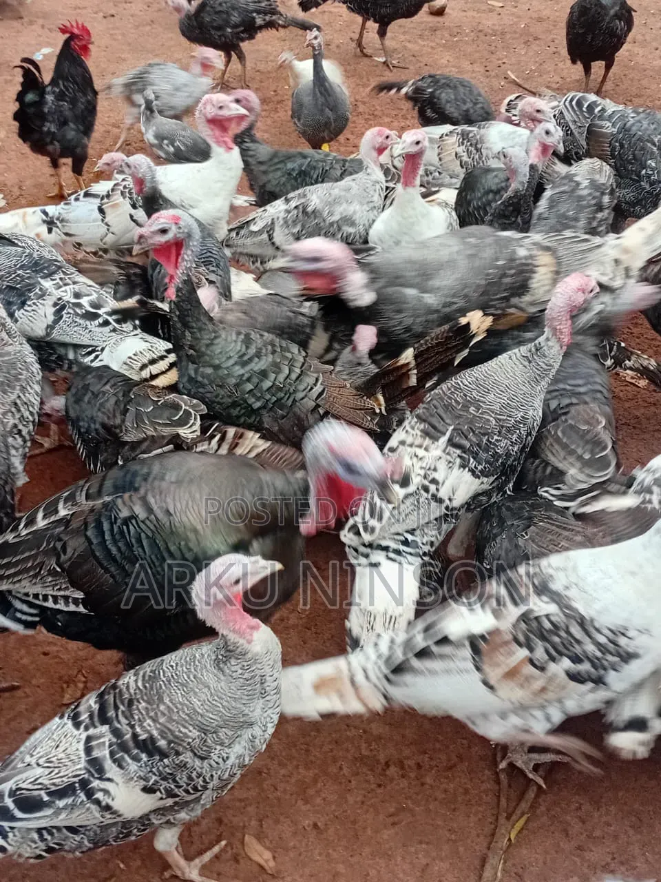 6 Weeks Hybrid Turkey Poults for Sale