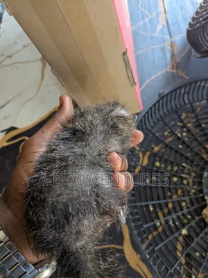 Ahwiaaa Mongoose
