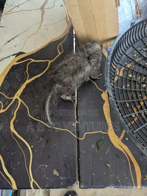Ahwiaaa Mongoose