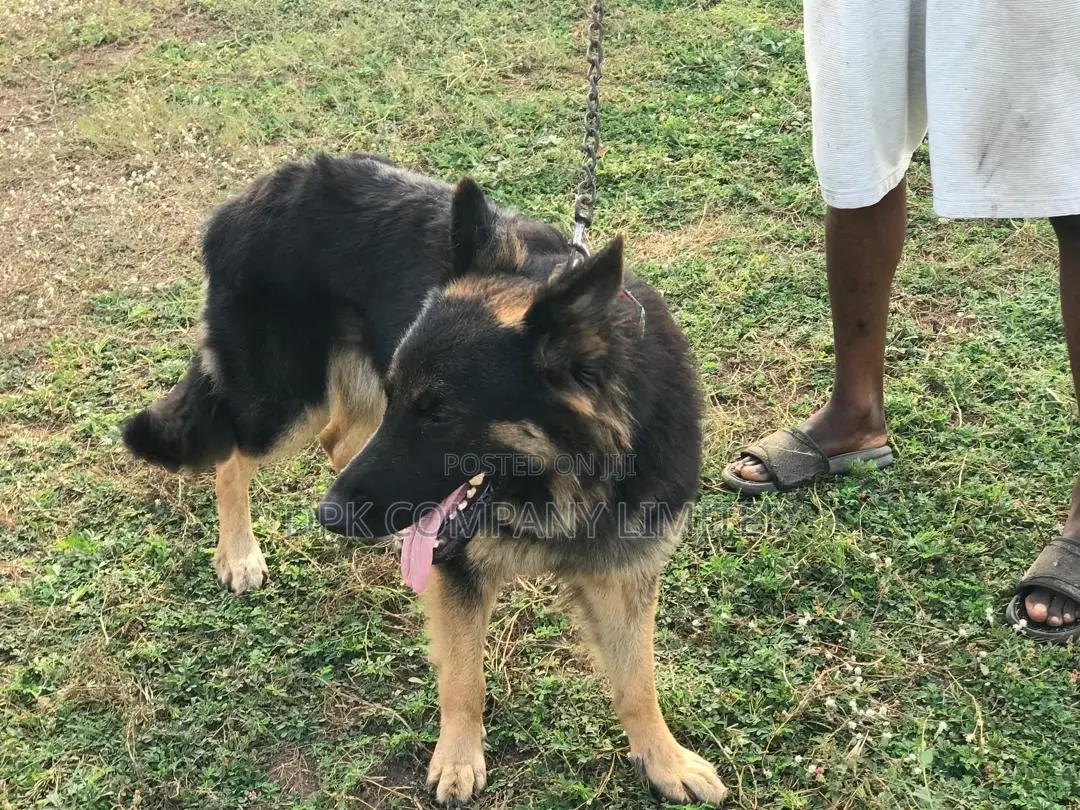 1+ year Male Purebred German Shepherd