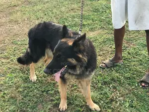 1+ year Male Purebred German Shepherd