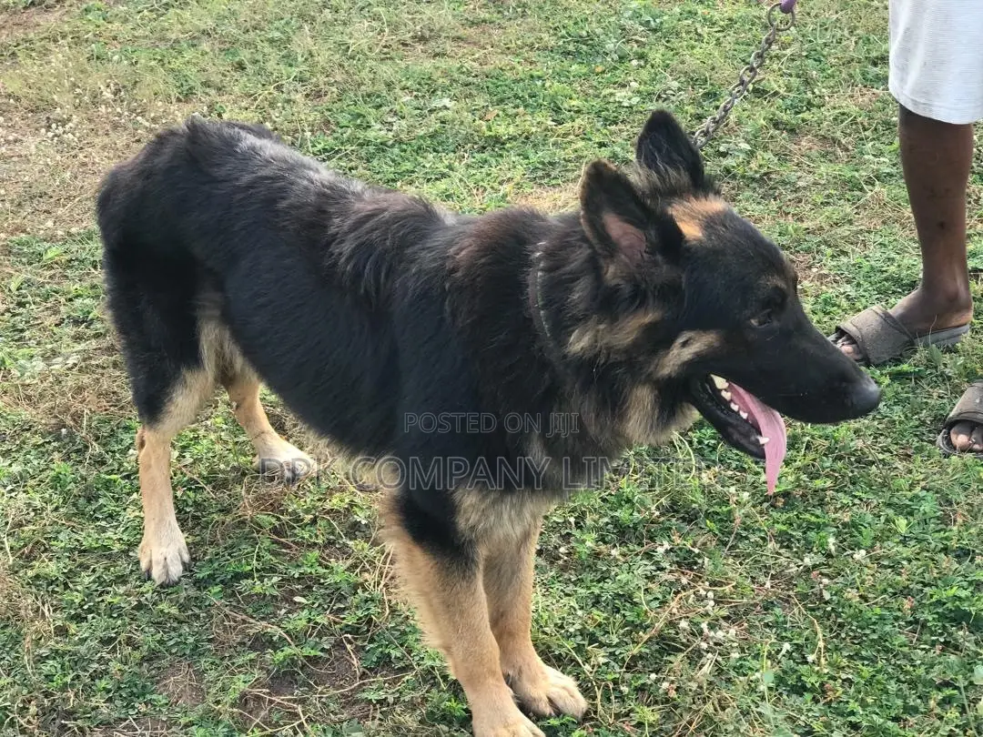 1+ year Male Purebred German Shepherd