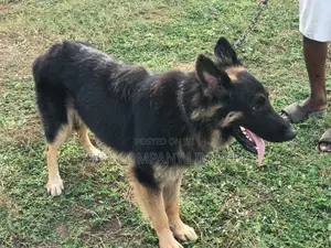 1+ year Male Purebred German Shepherd