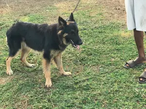 1+ year Male Purebred German Shepherd