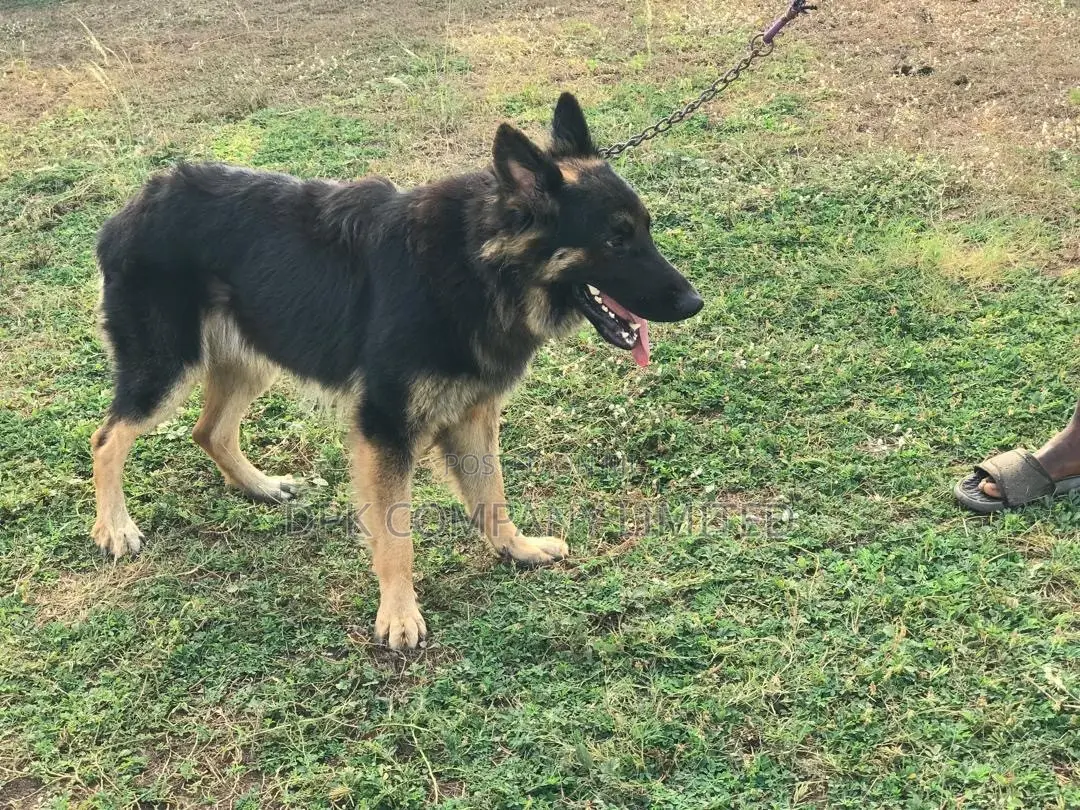 1+ year Male Purebred German Shepherd
