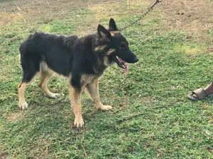 1+ year Male Purebred German Shepherd