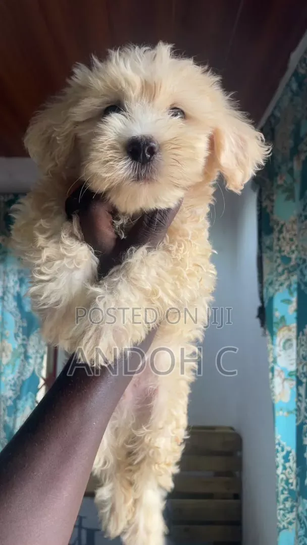 1-3 months Male Purebred Poodle