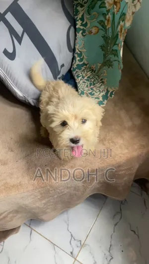1-3 months Male Purebred Poodle