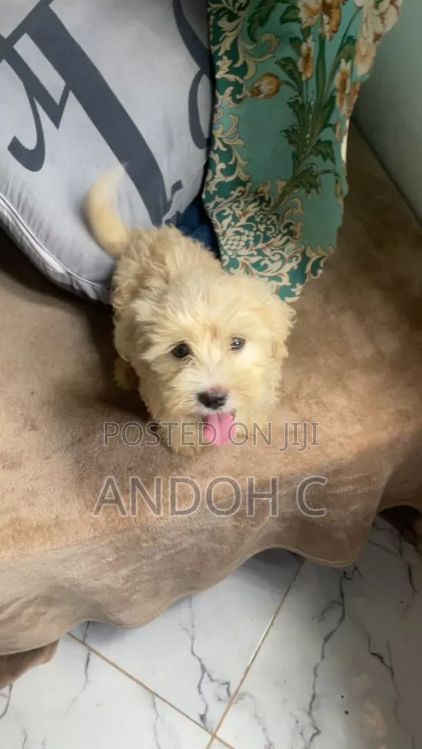 1-3 months Male Purebred Poodle