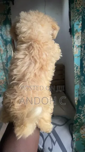 1-3 months Male Purebred Poodle
