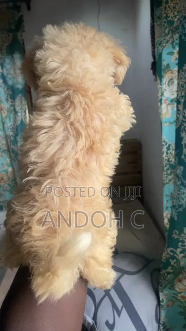 1-3 months Male Purebred Poodle