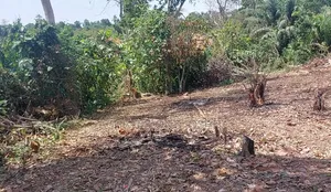 Plot of Land at Beimso No 1 (20mins Drive From Mogpa Ground) . 40000c