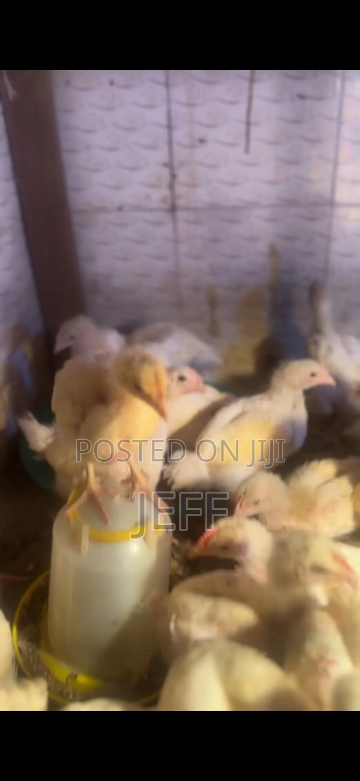Broiler Chicken for Sale