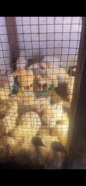 Broiler Chicken for Sale