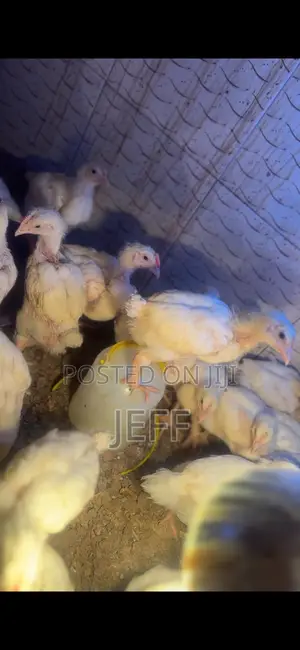 Broiler Chicken for Sale