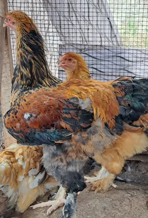 Brahma Chickens for Sale in Accra, Dansoman