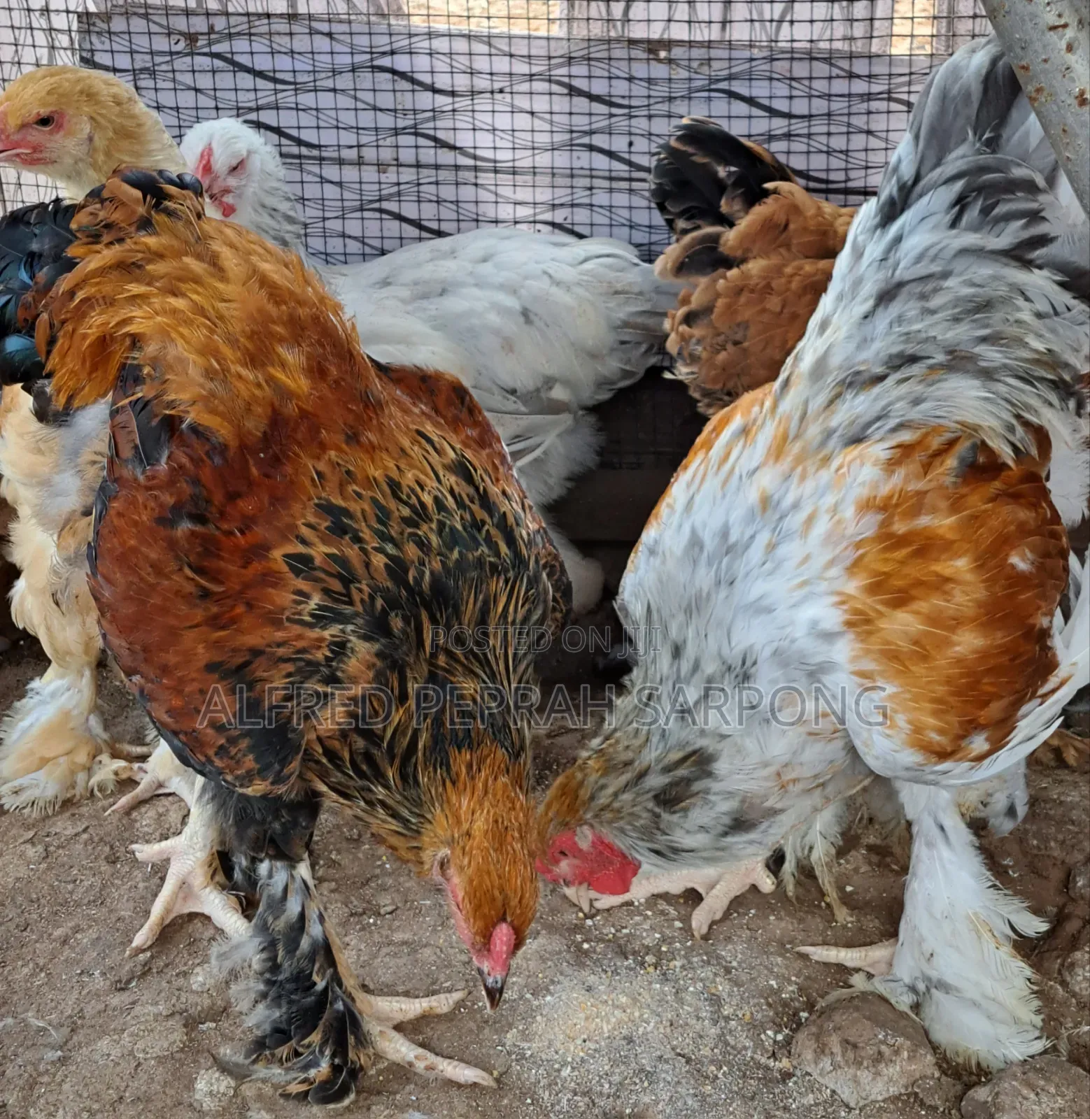 Brahma Chickens for Sale in Accra, Dansoman