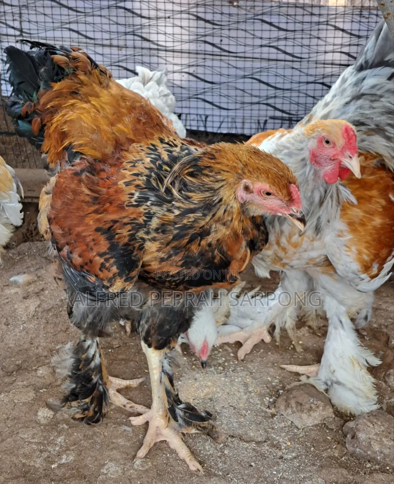 Brahma Chickens for Sale in Accra, Dansoman