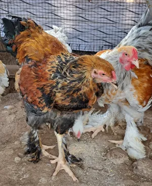 Brahma Chickens for Sale in Accra, Dansoman
