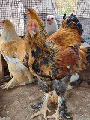 Brahma Chickens for Sale in Accra, Dansoman