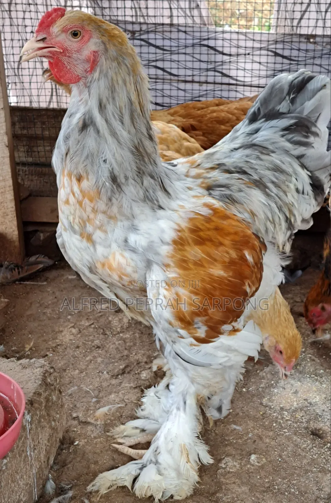 Brahma Chickens for Sale in Accra, Dansoman