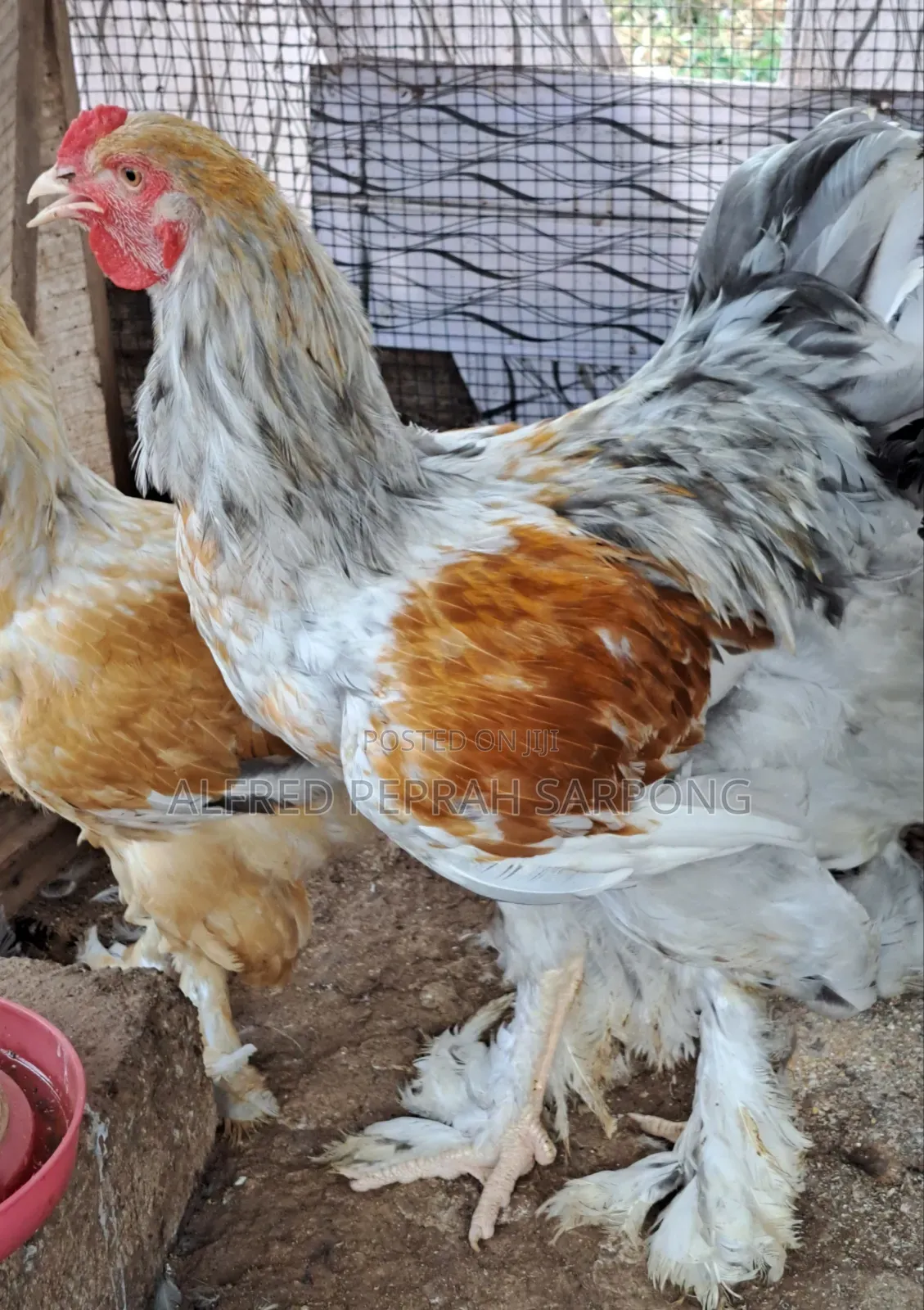 Brahma Chickens for Sale in Accra, Dansoman