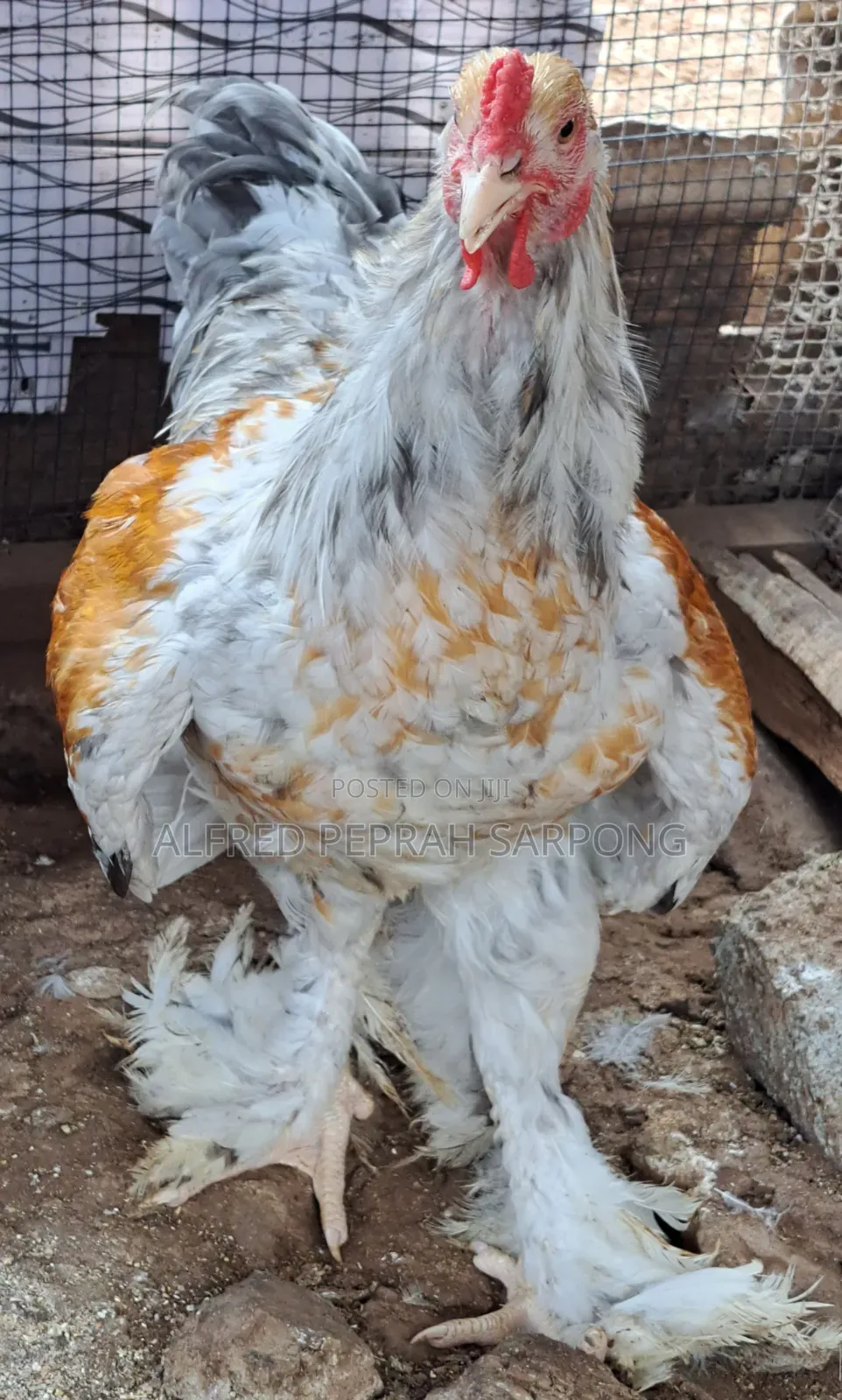 Brahma Chickens for Sale in Accra, Dansoman