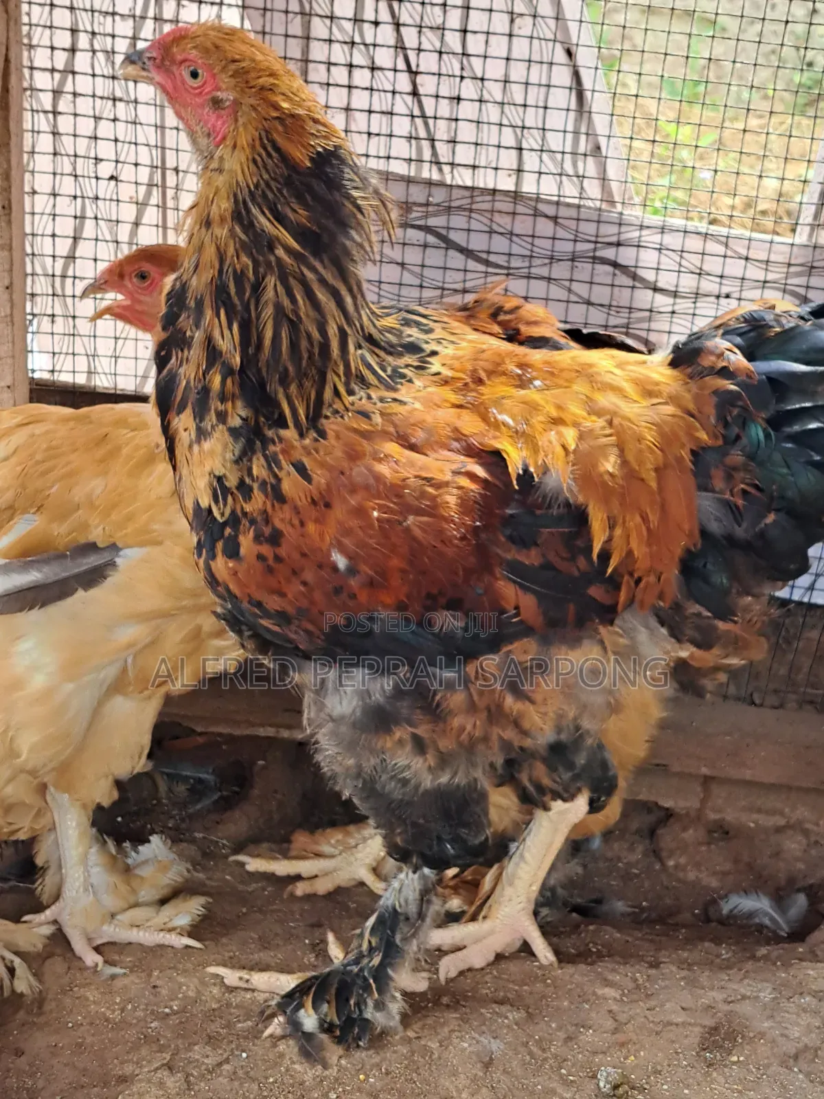 Brahma Chickens for Sale in Accra, Dansoman