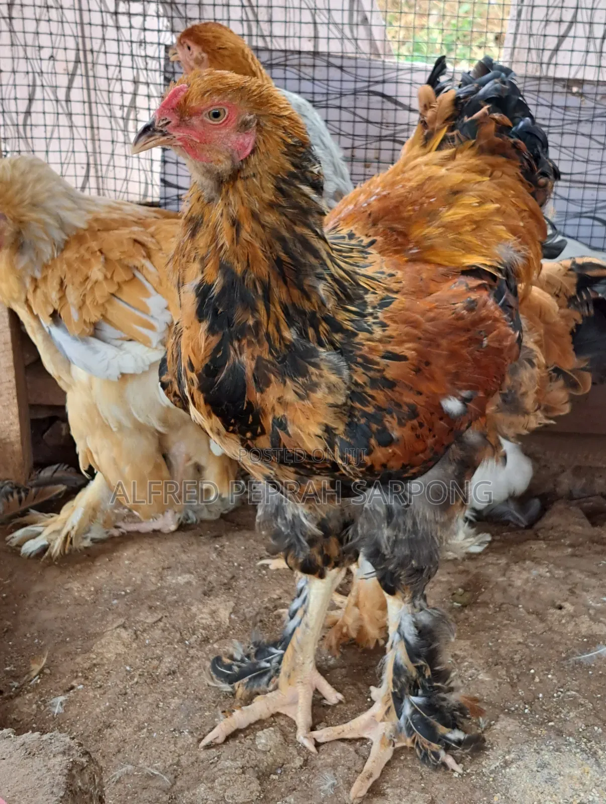 Brahma Chickens for Sale in Accra, Dansoman