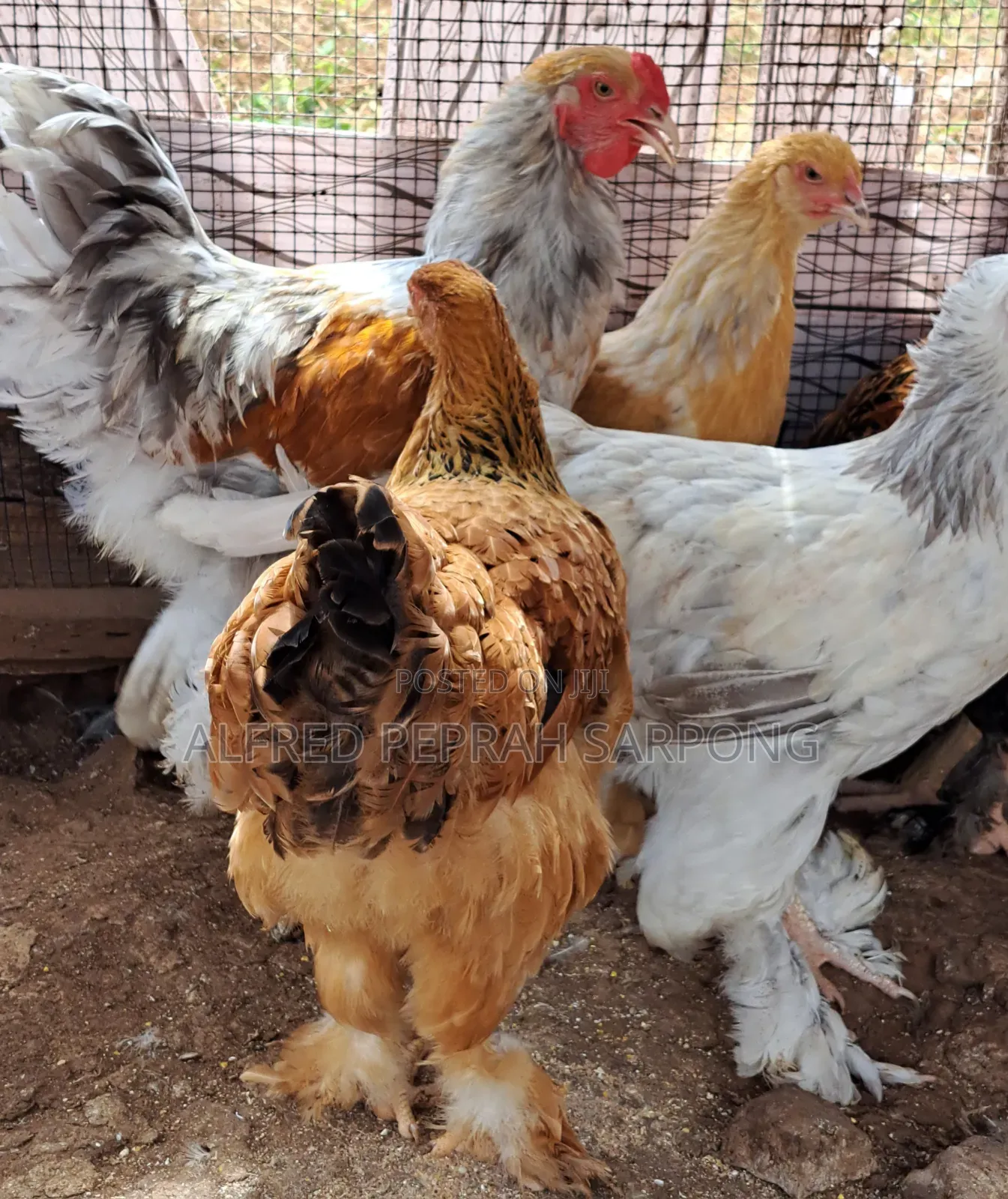 Brahma Chickens for Sale in Accra, Dansoman