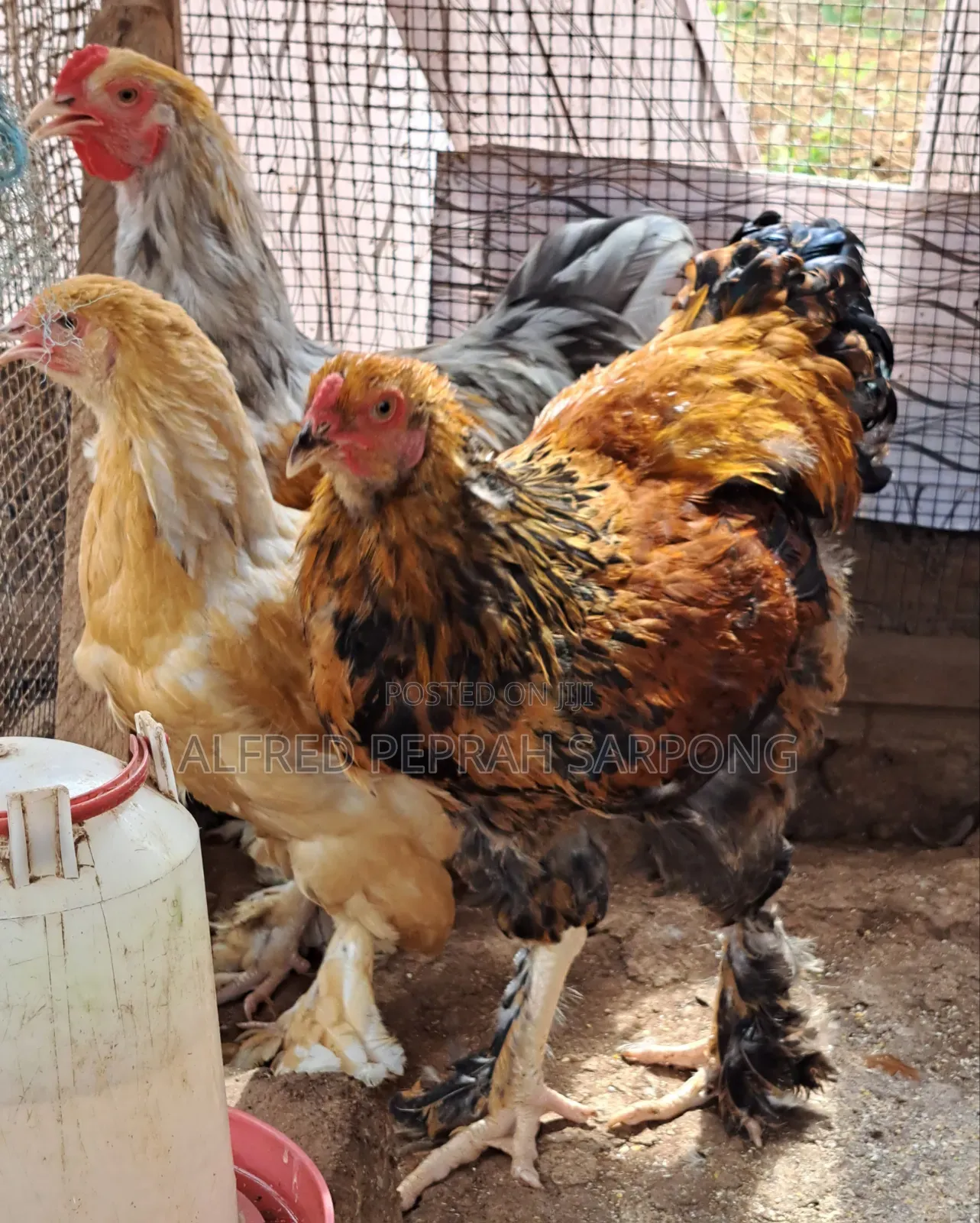 Brahma Chickens for Sale in Accra, Dansoman