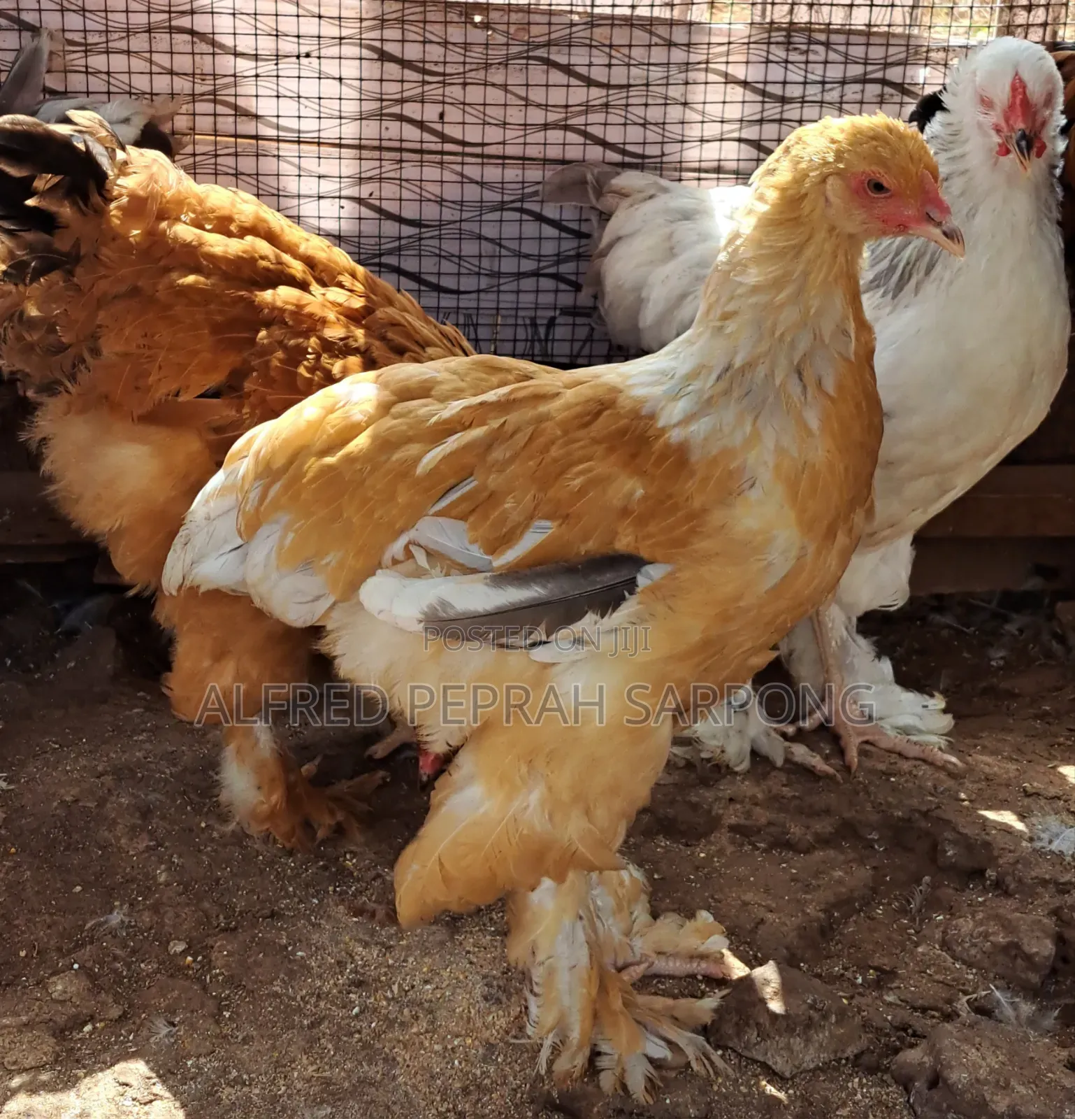 Brahma Chickens for Sale in Accra, Dansoman
