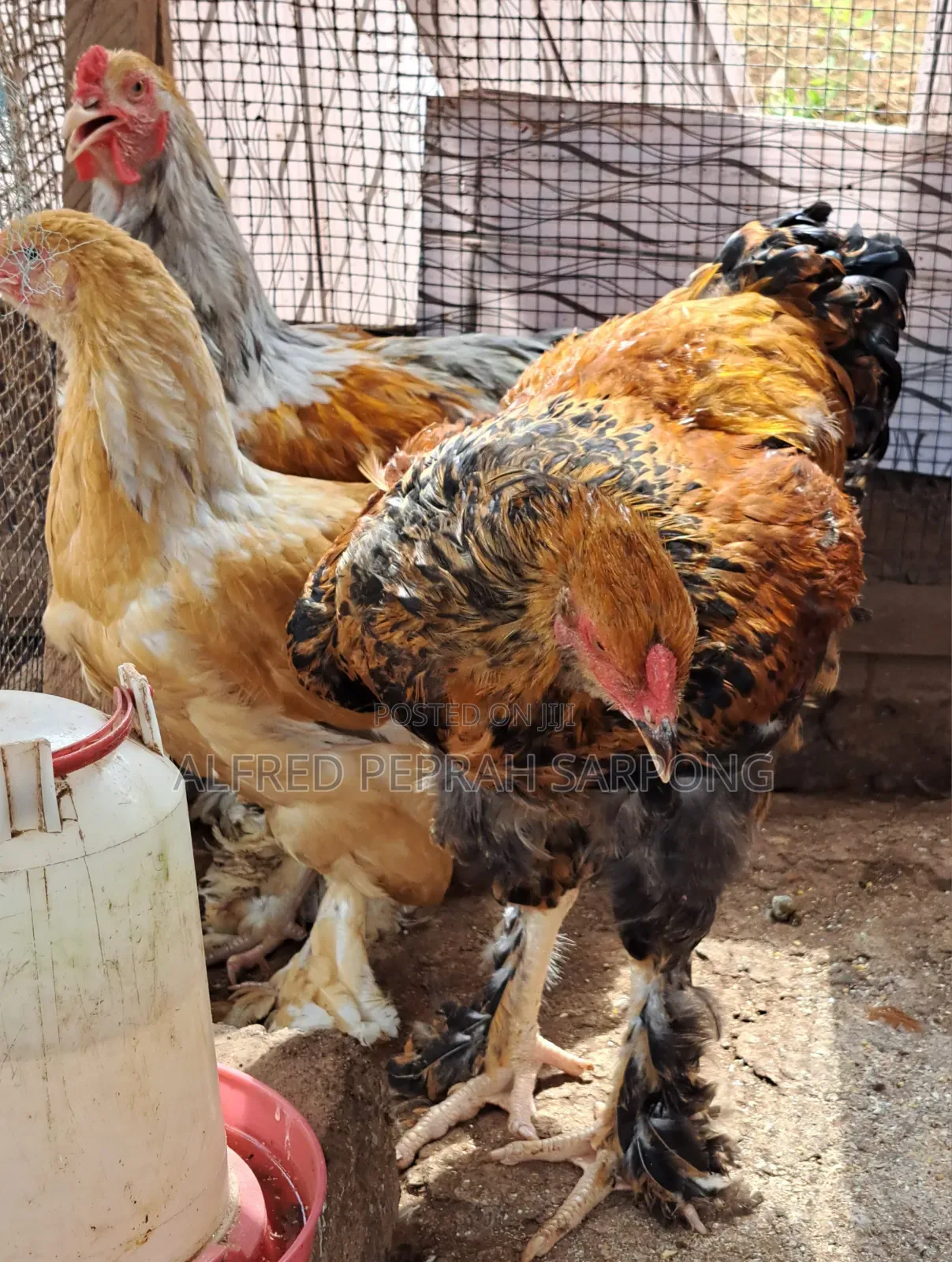 Brahma Chickens for Sale in Accra, Dansoman