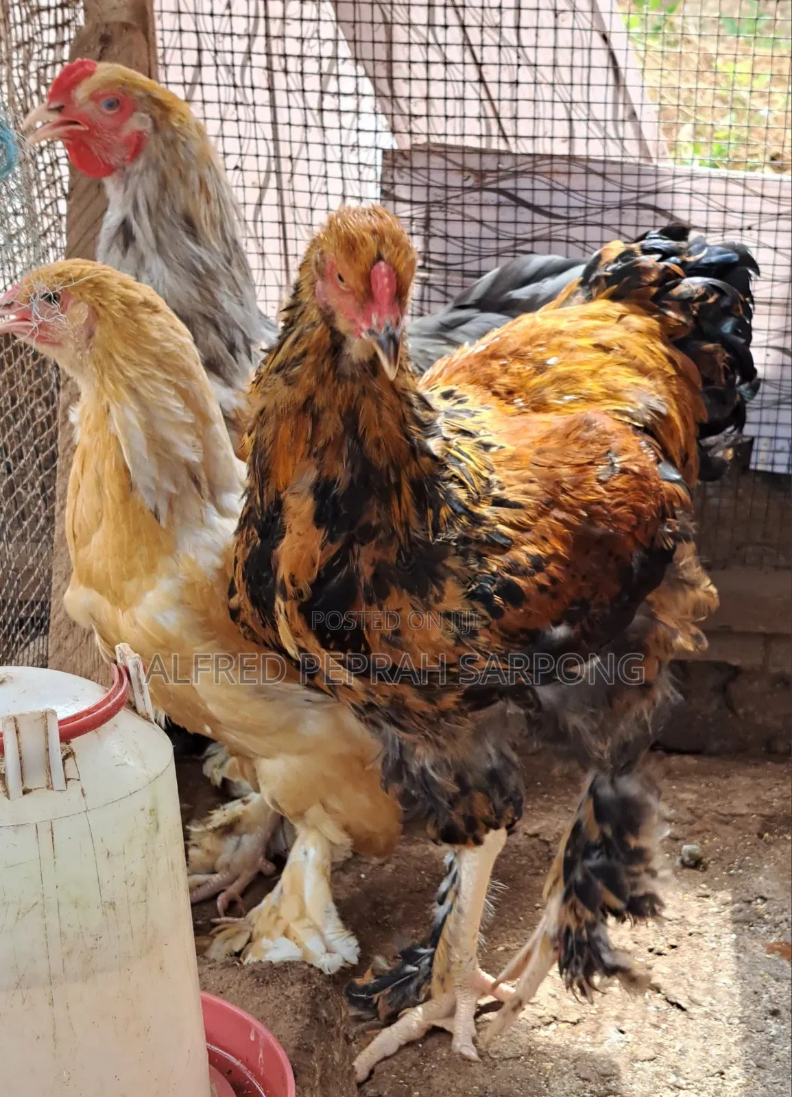 Brahma Chickens for Sale in Accra, Dansoman