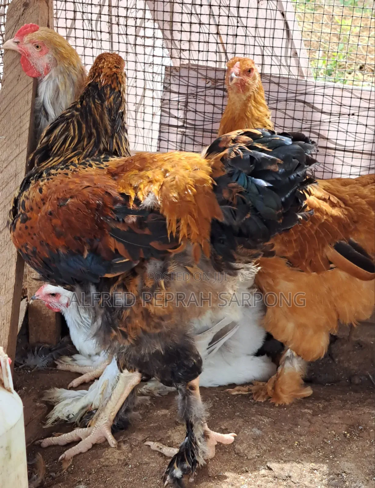 Brahma Chickens for Sale in Accra, Dansoman