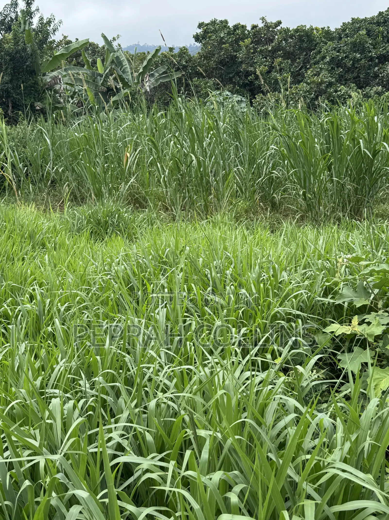 Super Napier Grass (Pakchong 1)