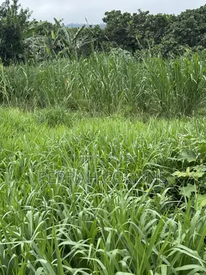 Super Napier Grass (Pakchong 1)