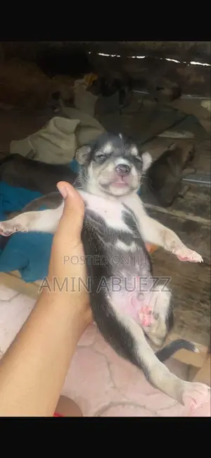 0-1 month Male Mixed Breed Caucasian Shepherd
