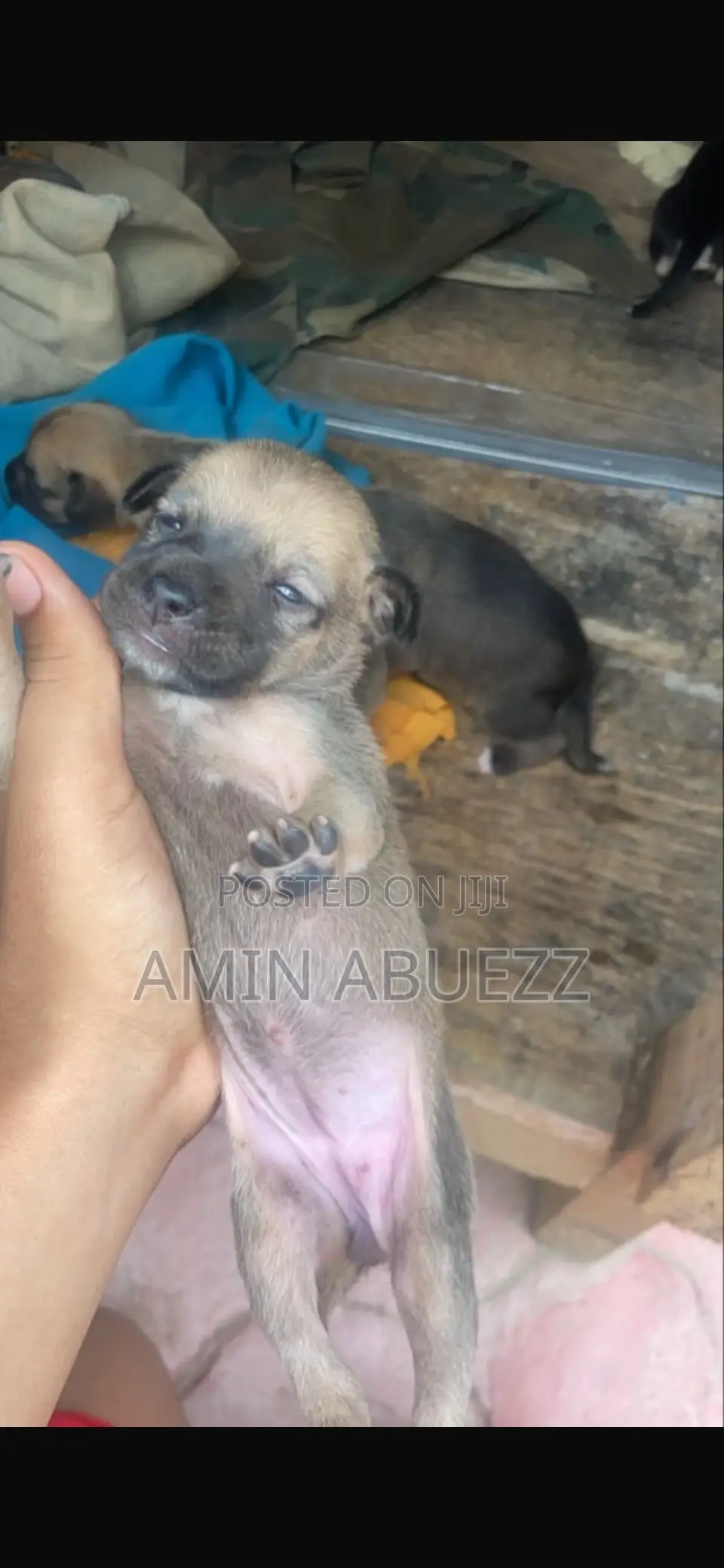 0-1 month Male Mixed Breed Caucasian Shepherd