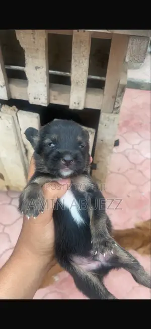 0-1 month Male Mixed Breed Caucasian Shepherd