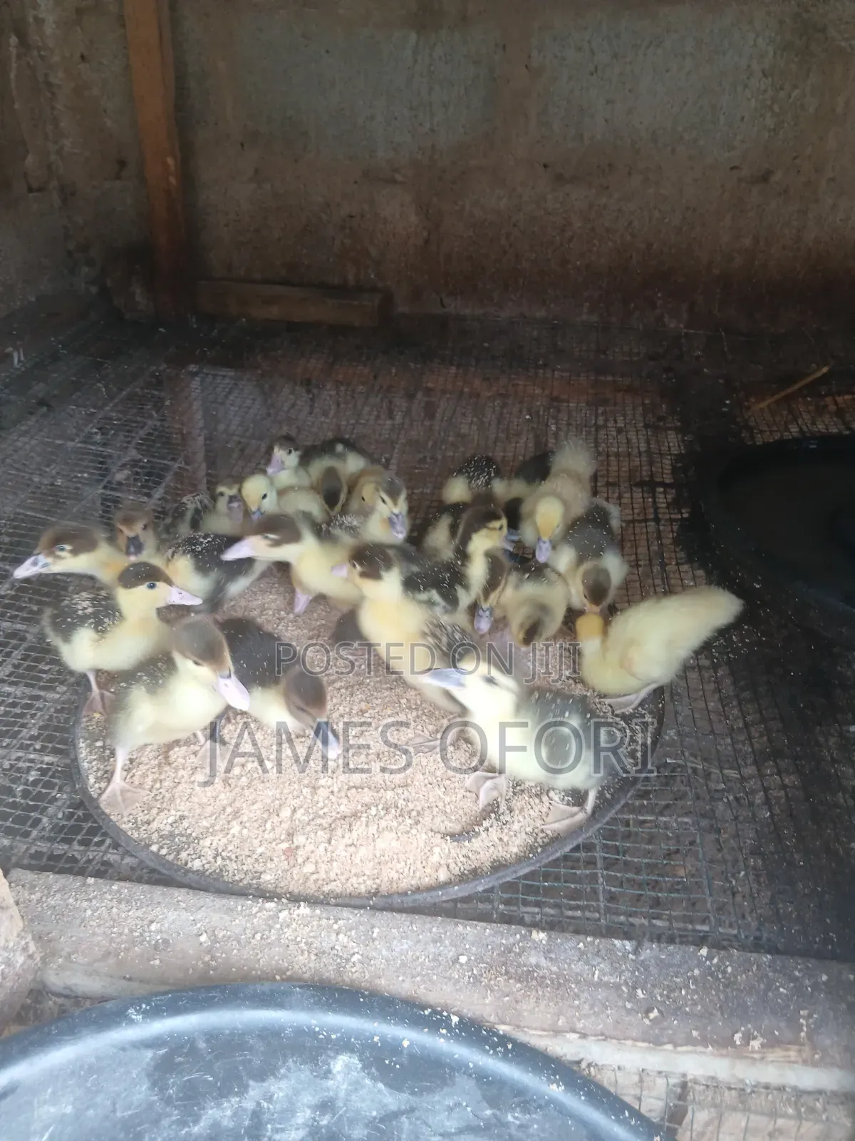 Muscuvy Ducks for Sale