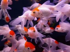 Red Carp Gold Fish