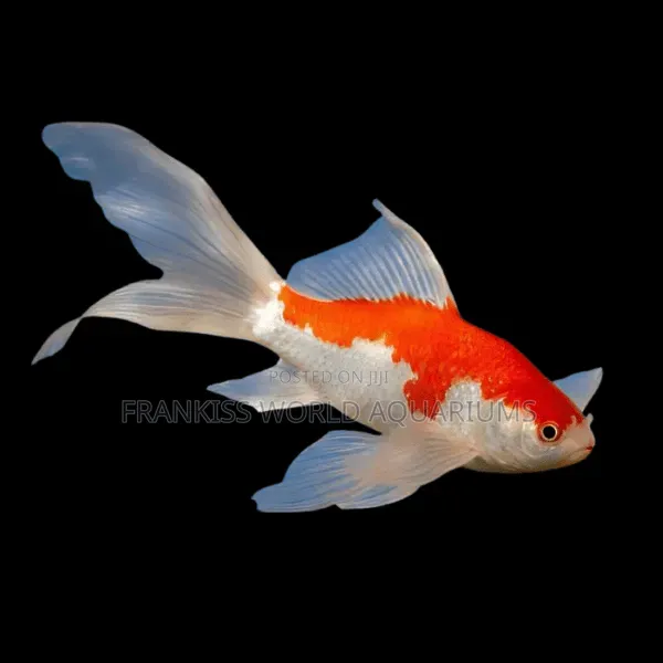 Red and White Comet Gold Fishes