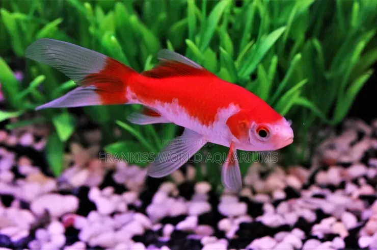 Red and White Comet Gold Fishes