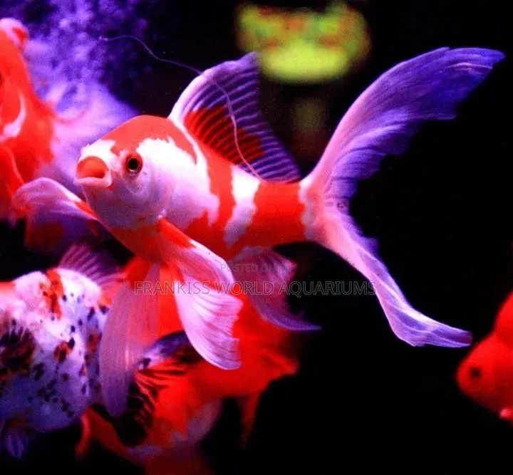Red and White Comet Gold Fishes
